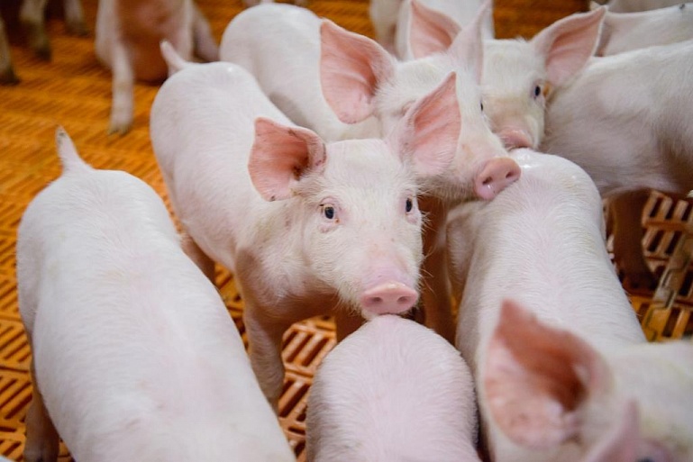 Директор по аграрной политике НИУ ВШЭ Евгения Серова о производстве свинины и «белого золота»
